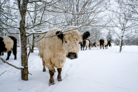 Galloway cattle breed cows in winter. Selective focus